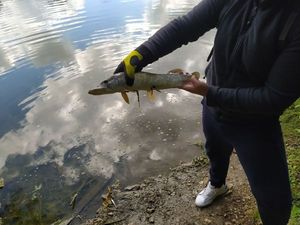 Northern Pike