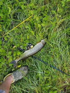 Northern Pike