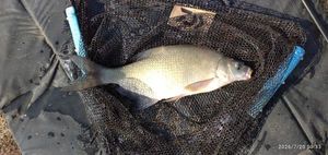 Common Bream