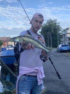 Zander
