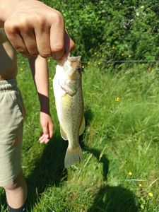 Largemouth Bass