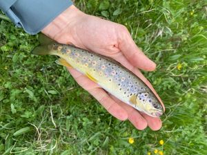 Brown Trout