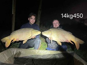 Mirror Carp