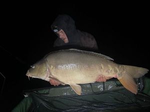 Mirror Carp