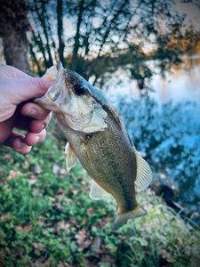 Largemouth Bass