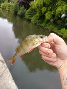 European Perch