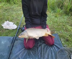 Common Carp