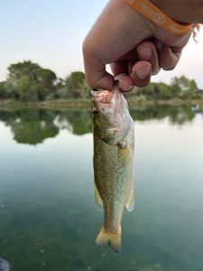 Smallmouth Bass