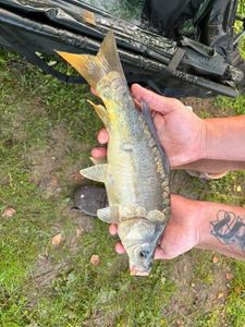 Mirror Carp