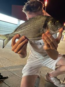 Gilthead Seabream