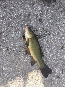 Tench