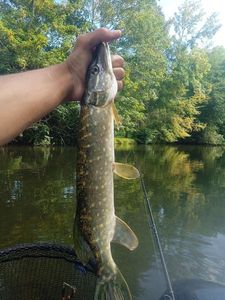 Northern Pike