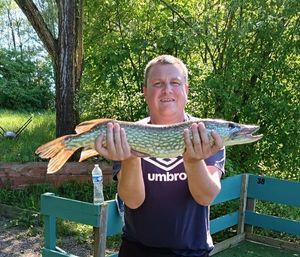 Northern Pike