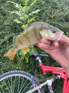 European Perch