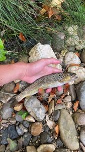 Brown Trout