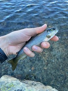 Brown Trout