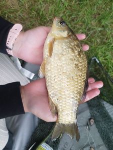 Prussian Carp