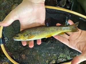 Brown Trout