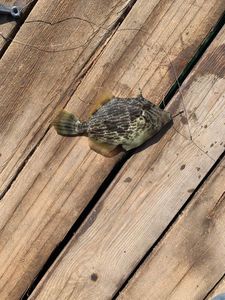 Filefish