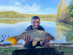 Common Carp