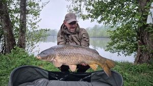 Common Carp