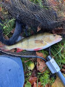 European Perch