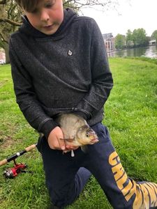 Common Bream