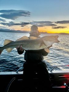 Atlantic Cod (Baltic)