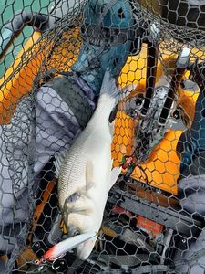 European Bass (Seabass)