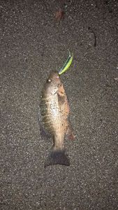 Red Porgy