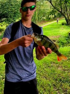 European Perch