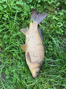 Common Carp