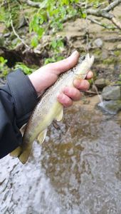 Brown Trout