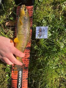 Brown Trout