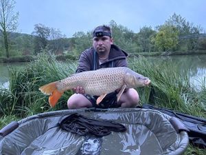 Common Carp