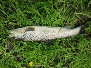 Brown Trout