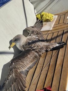 Seagull
