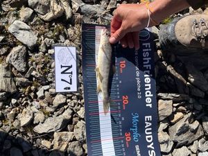 Arctic Char