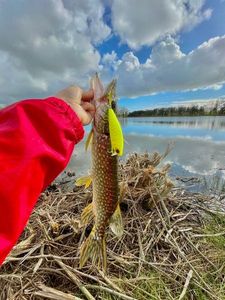 Northern Pike