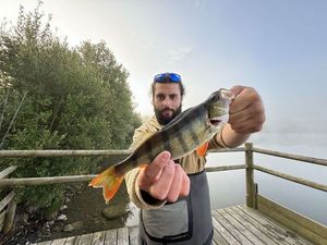 European Perch