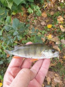 European Perch