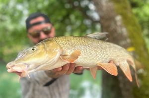 Barbel