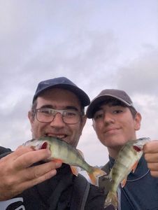 European Perch