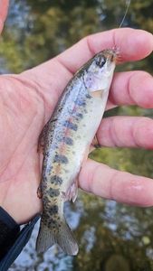 Rainbow Trout