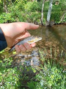 Brown Trout