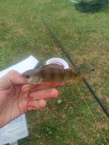 European Perch