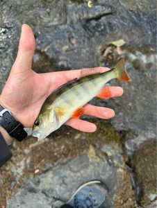 European Perch