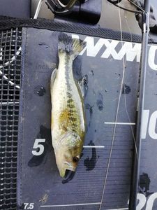 Smallmouth Bass