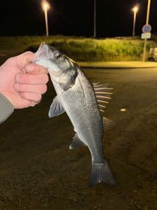 European Bass (Seabass)