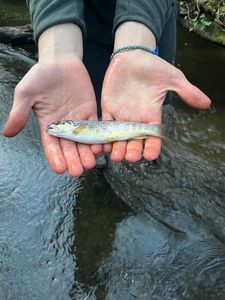Brown Trout